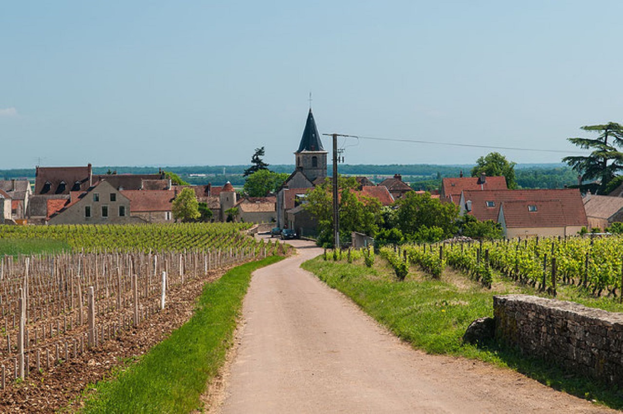 Vosne-Romanée: Private Vineyards Walking Tour with Tasting – Vosne-Romanée, France