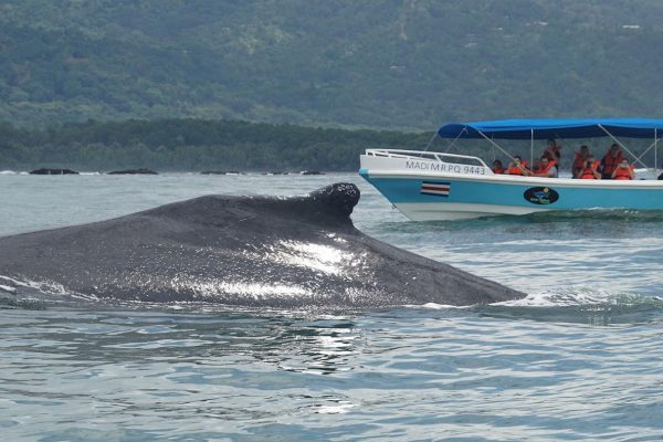 WHALE & DOLPHIN WATCHING IN UVITA COSTA RICA – Uvita, Costa Rica