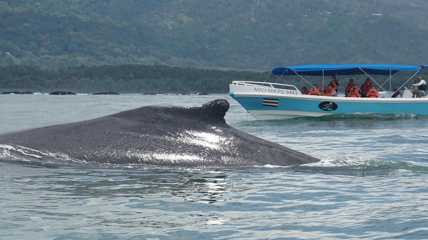 WHALE & DOLPHIN WATCHING IN UVITA COSTA RICA – Uvita, Costa Rica