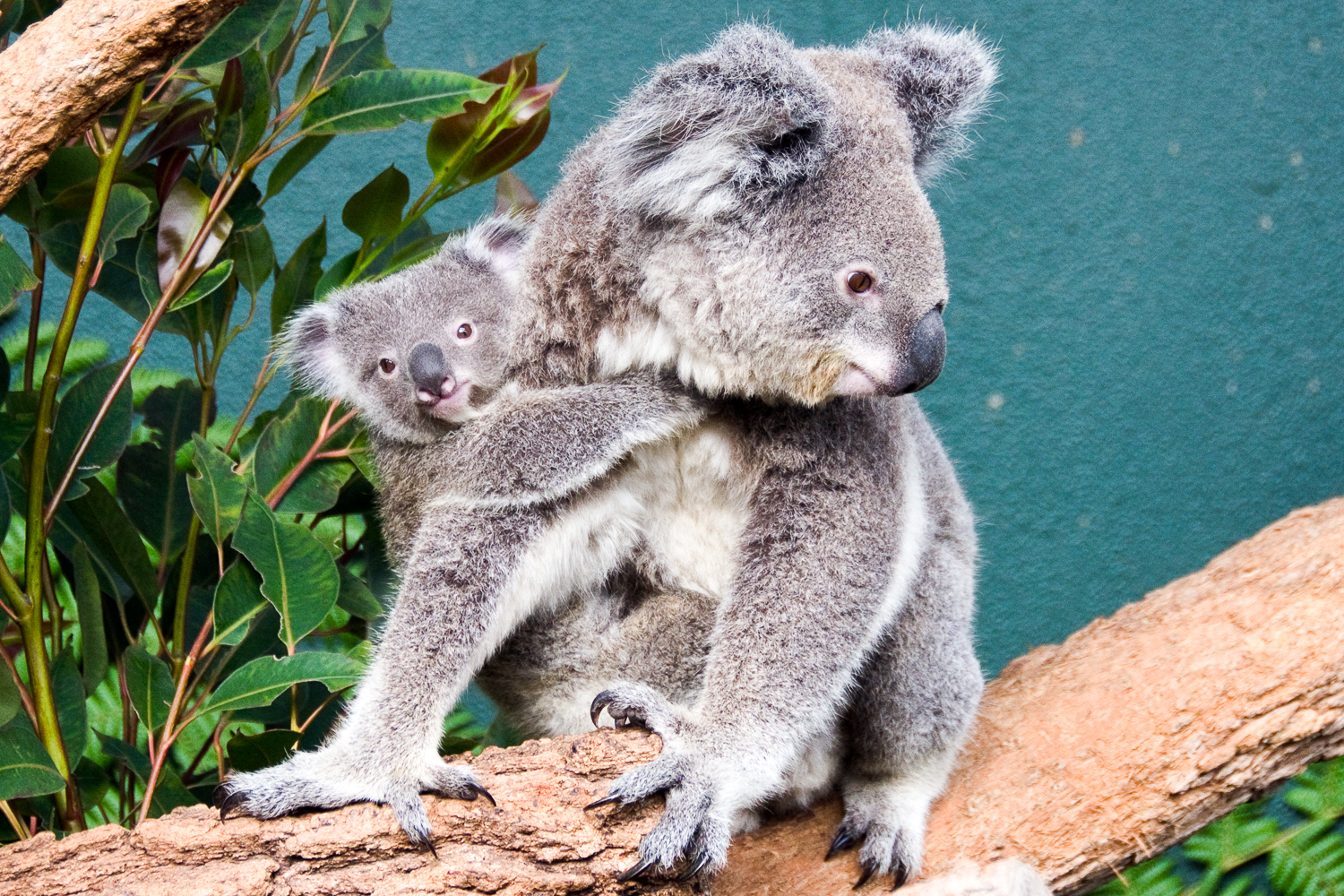 WILD LIFE Sydney Zoo – Sydney, Australia