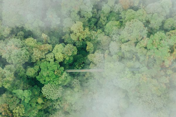 Walk on the hanging bridges of Selvatura Park – Monteverde, Costa Rica