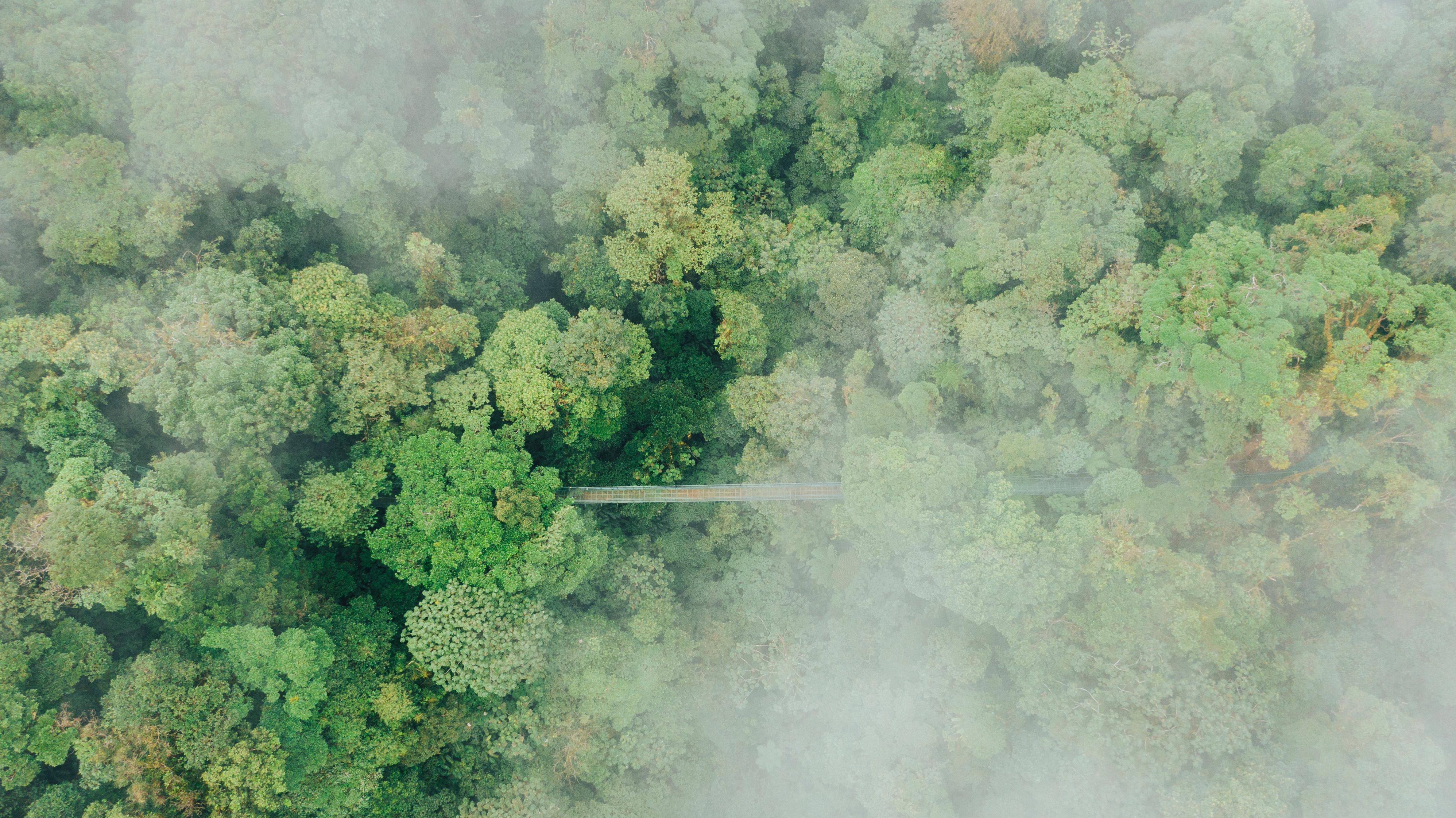 Walk on the hanging bridges of Selvatura Park – Monteverde, Costa Rica