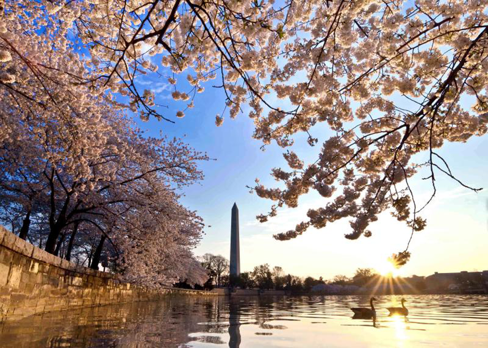 Washington: Cherry Blossom Tour – Washington DC