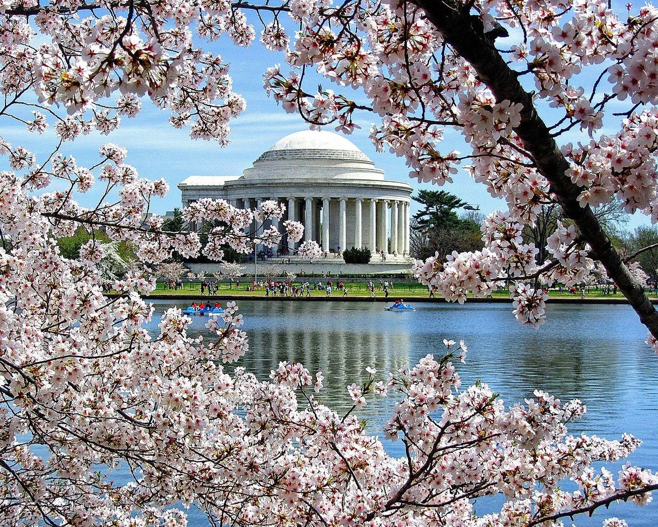 Washington DC: Cherry Blossom Walking Tour – Washington, Washington DC