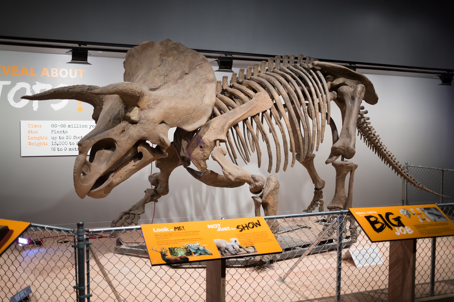 Washington DC: Museum of Natural History Private Guided Tour – Washington DC