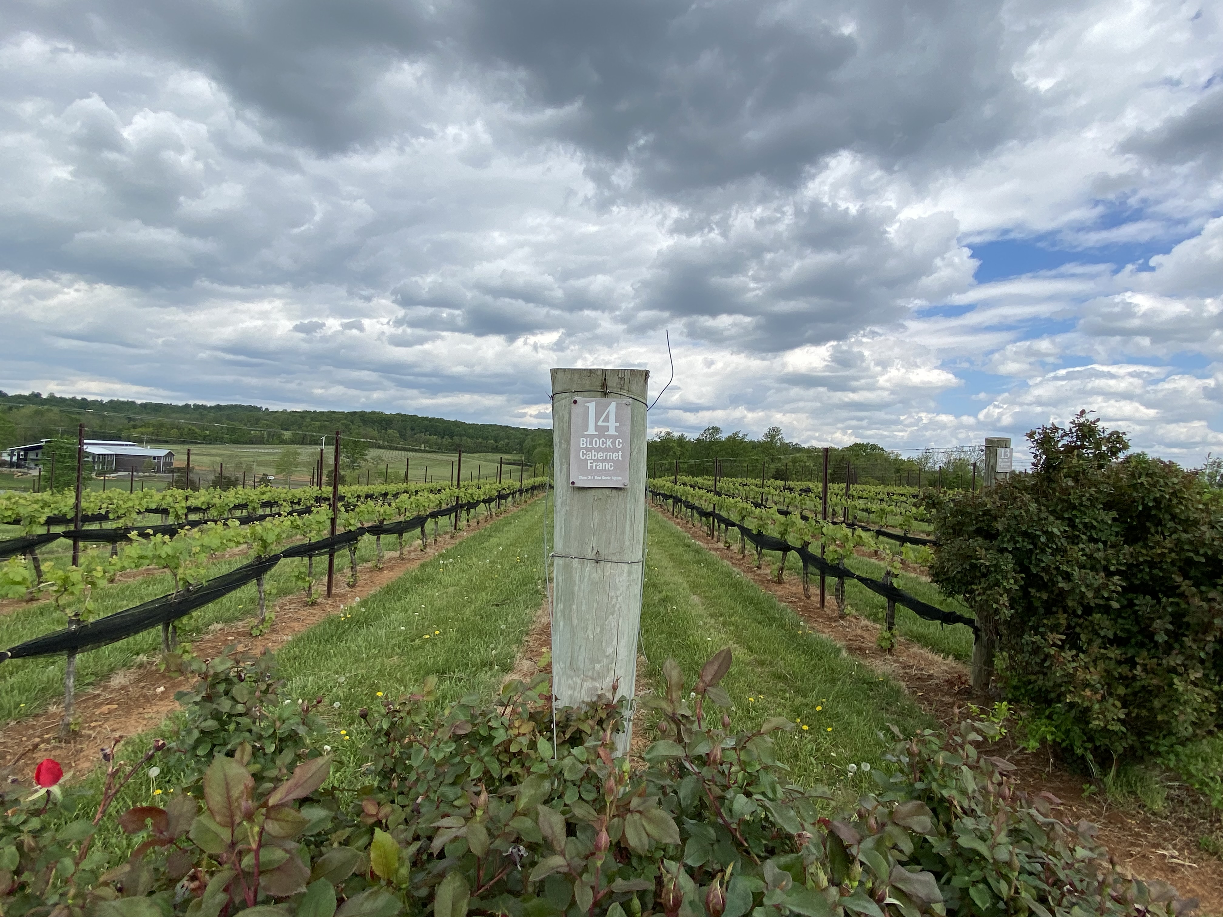 Washington, DC: Virginia Wine Region Experience Tour – Washington DC