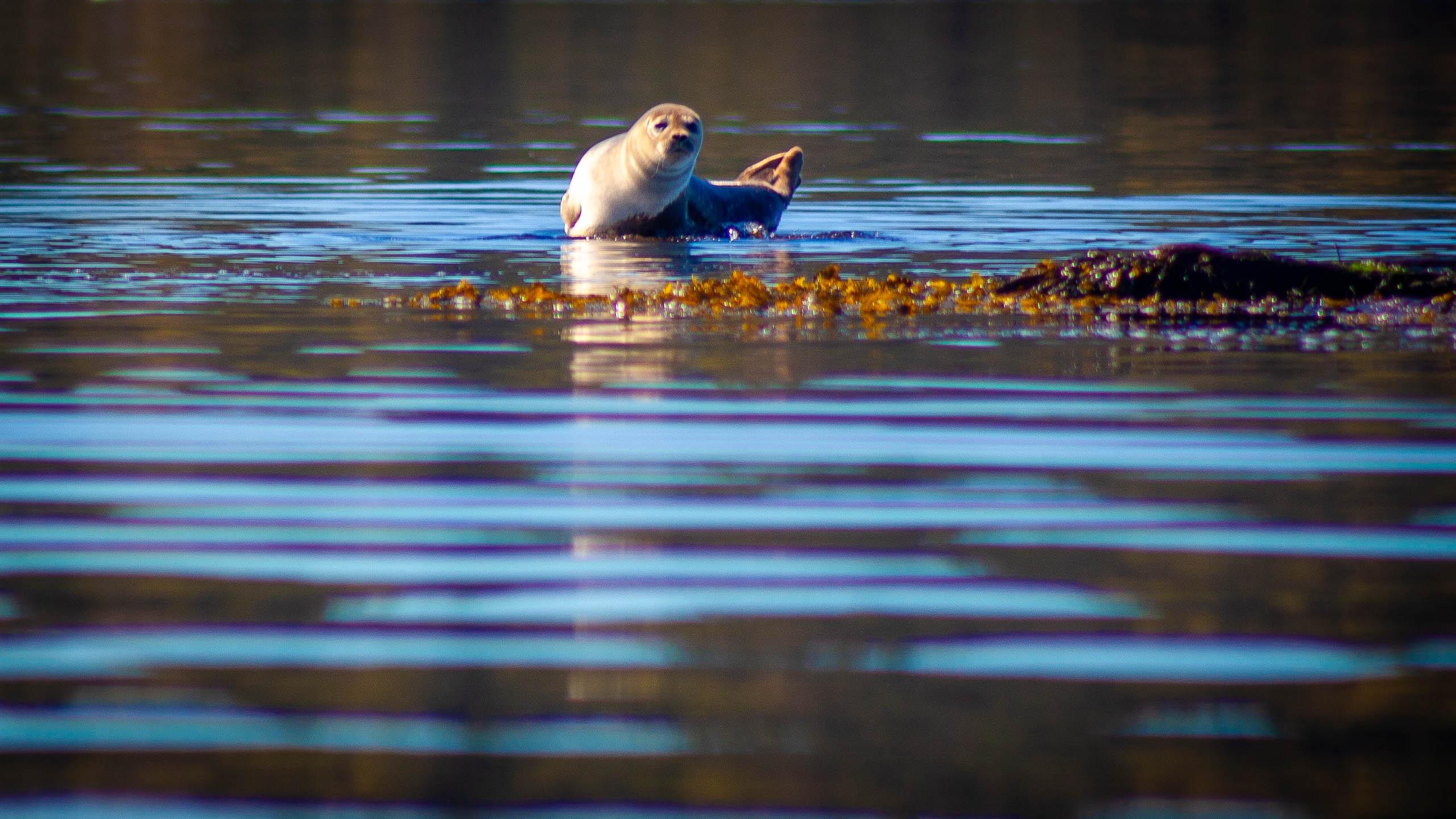West Sweden: Paddle with seals – Havstensfjord, Sweden