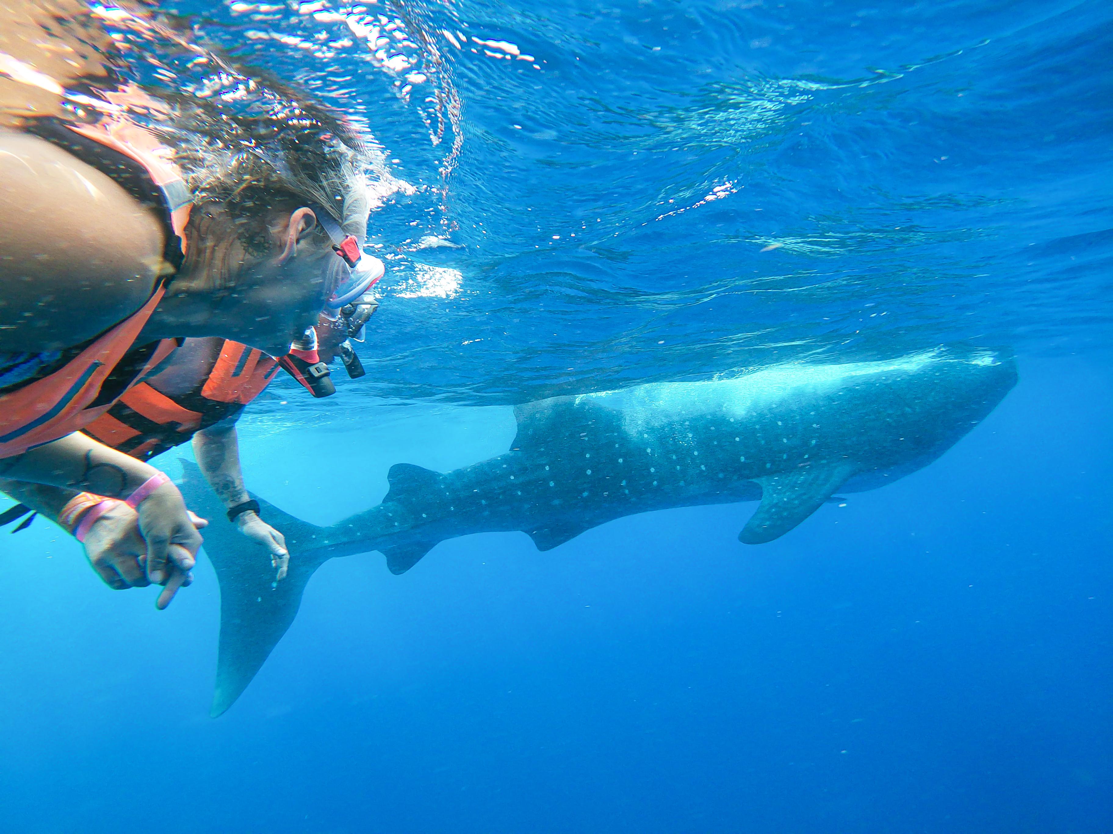 Whale Shark Adventure from Isla Mujeres – Cancun, Mexico
