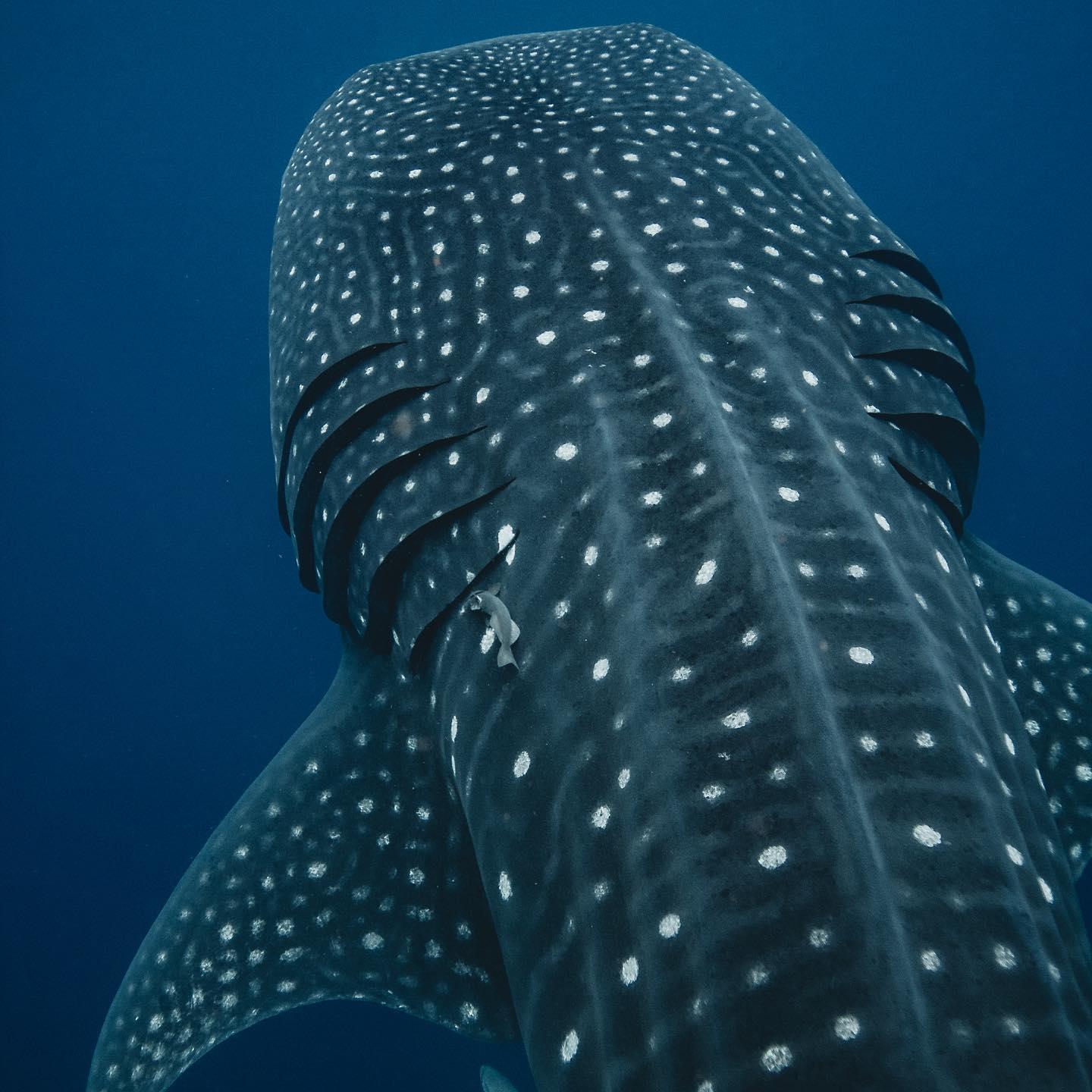 Whale Shark swimming ocean safari all included tour – Playa Norte, Mexico