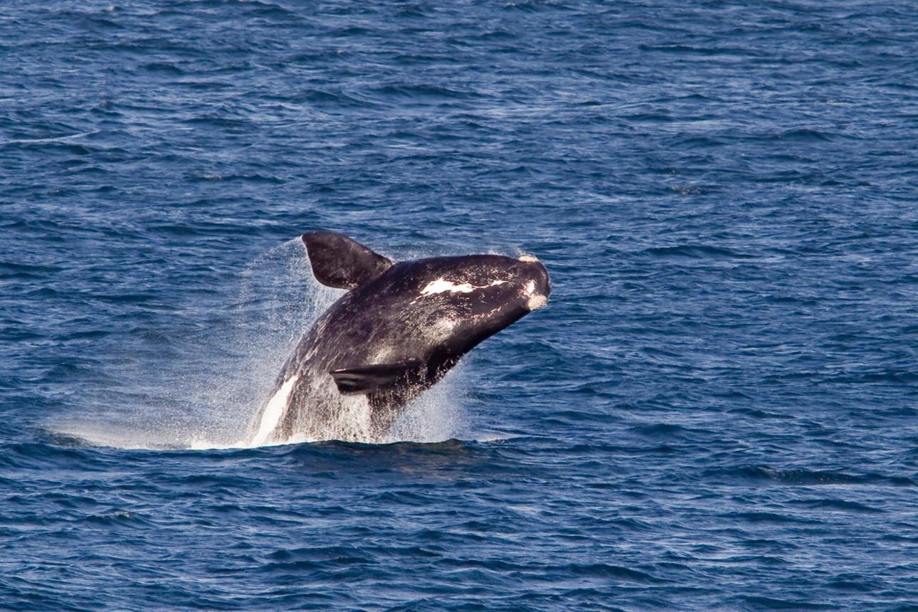 Whale Wonders: Majestic Marine Adventures in Hermanus – Hermanus, South Africa