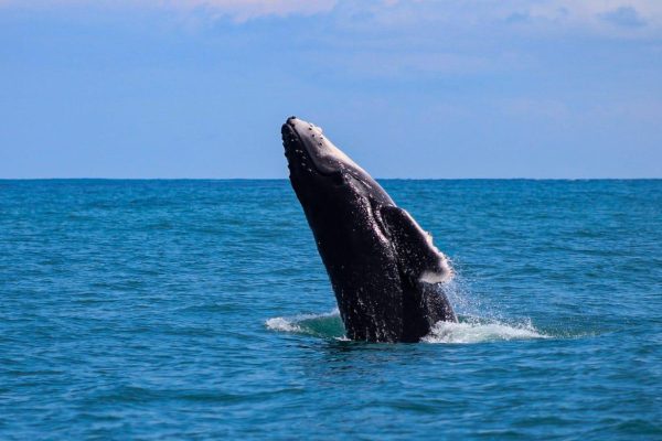 Whales and Dolphins watching Tour From Uvita – Uvita, Costa Rica