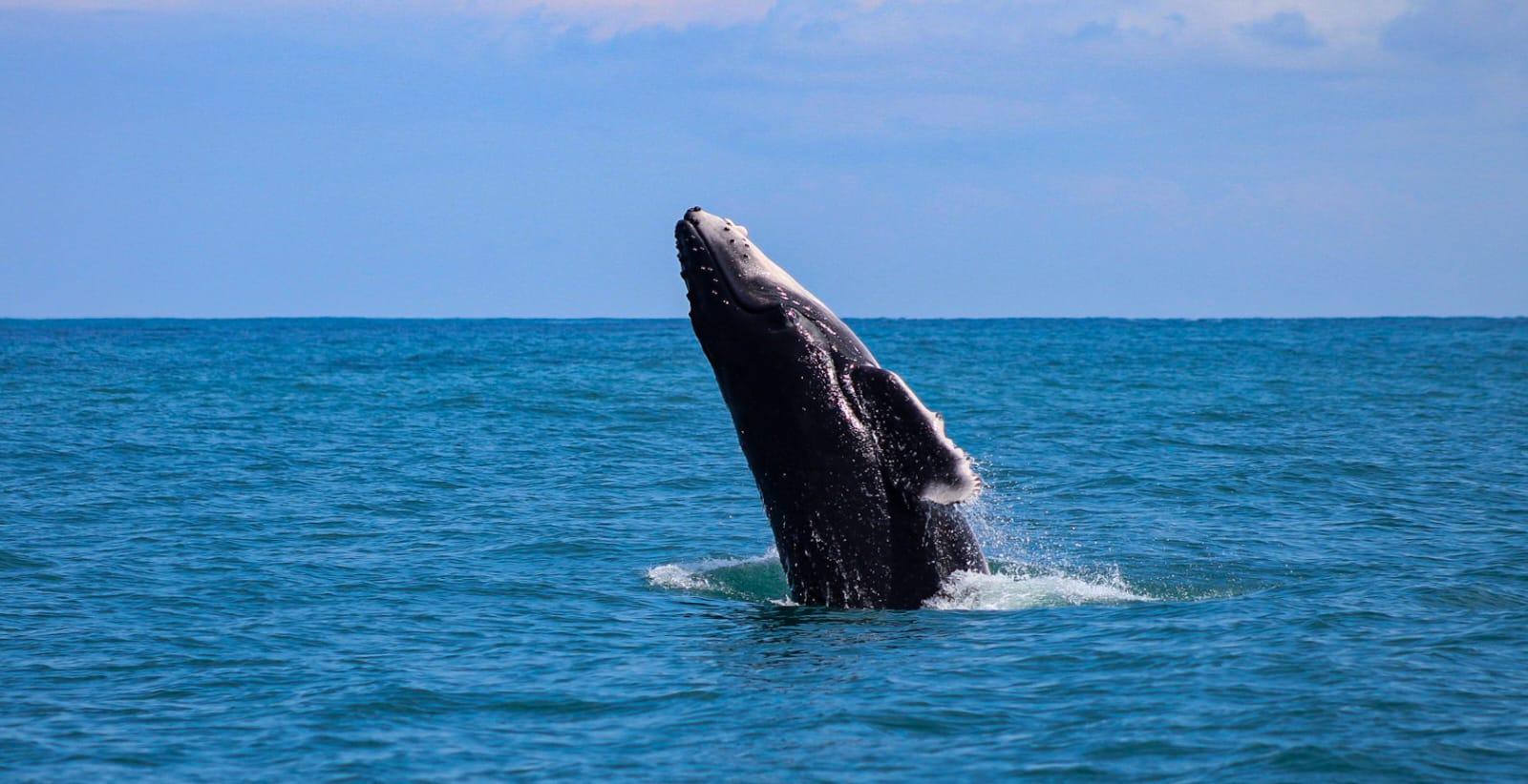 Whales and Dolphins watching Tour From Uvita – Uvita, Costa Rica