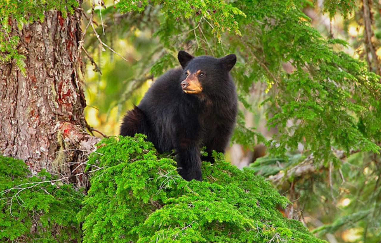 Whistler: Afternoon/Evening Bear Viewing Scenic Tour – Whistler, Canada