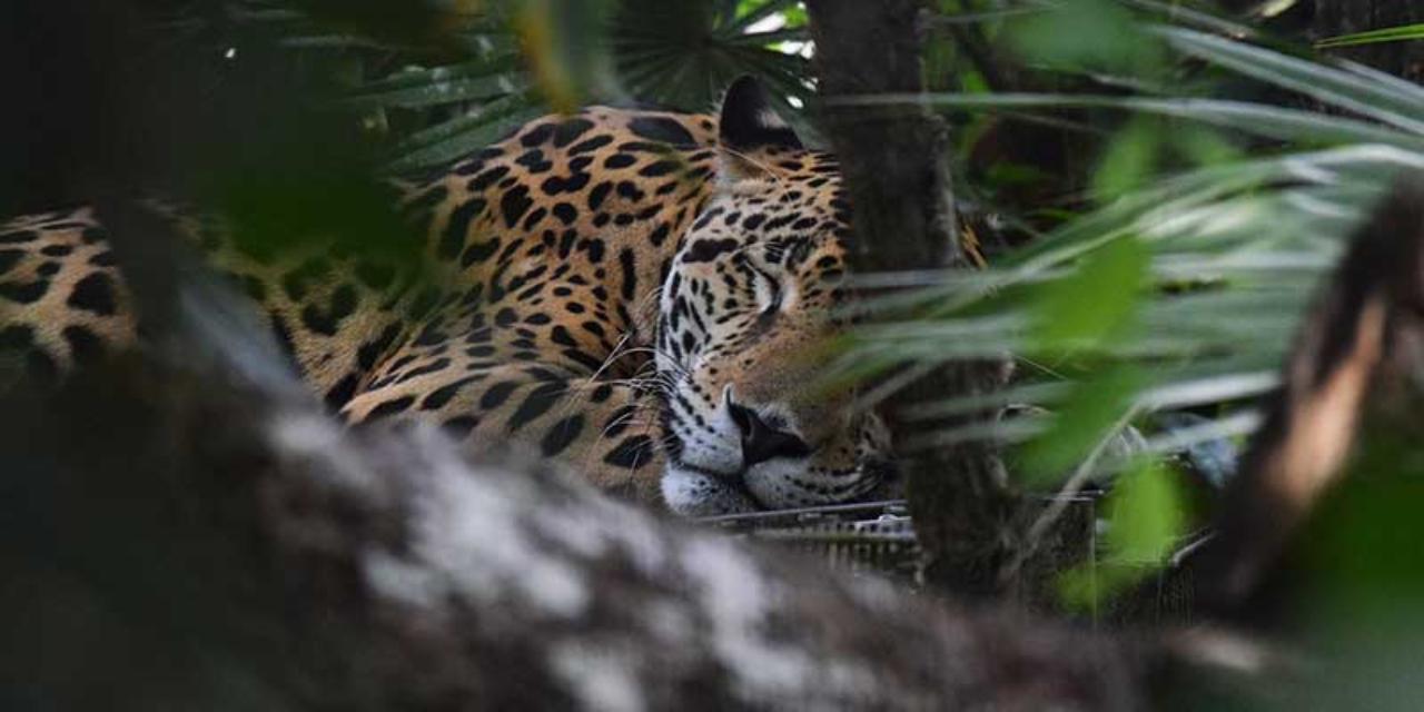 Wild Belize: Zoo Adventure and Animal Encounter – The Belize Zoo, Belize