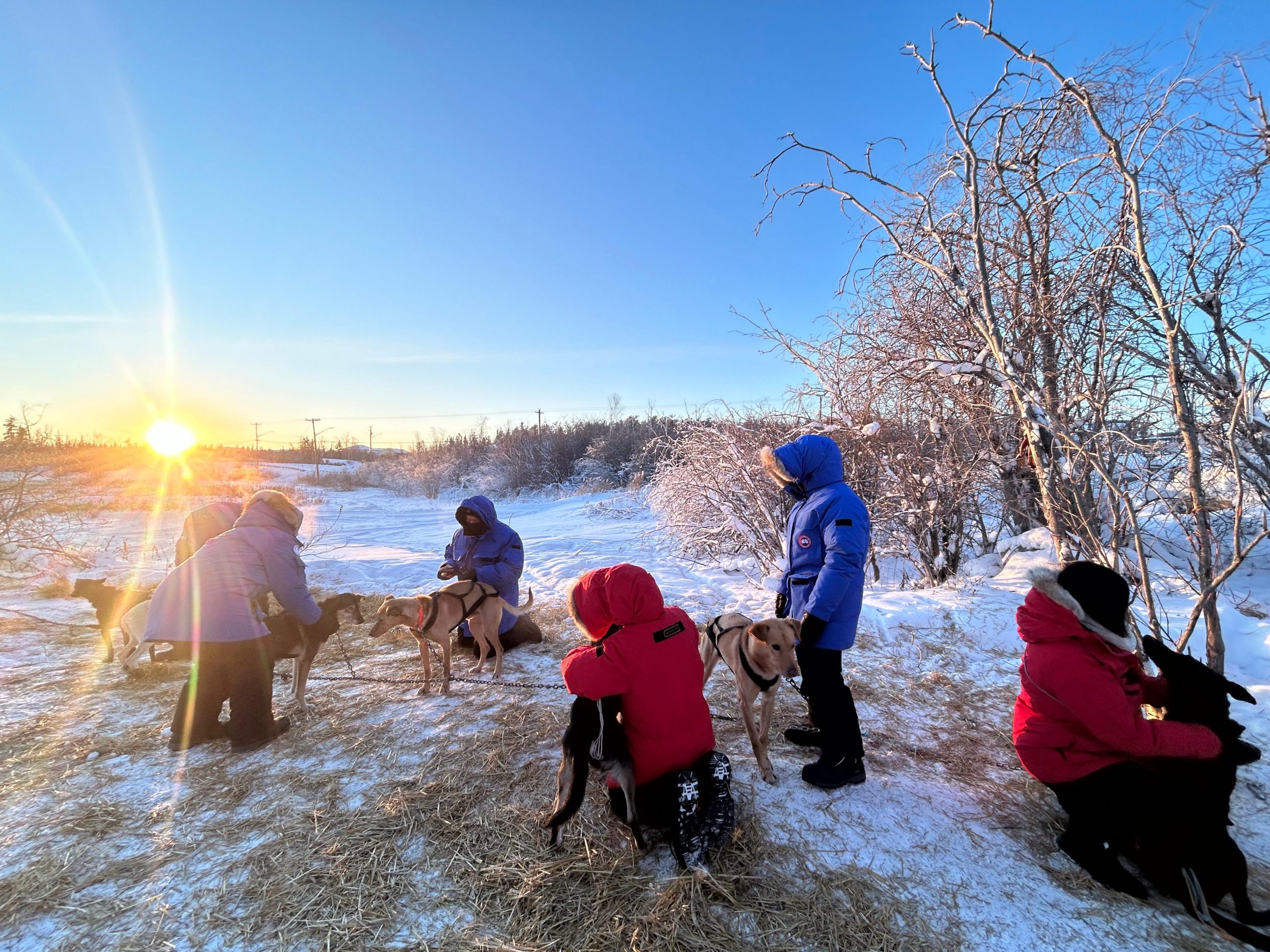 Yellowknife: Indigenous Dog Sledding Experience – Yellowknife, Canada