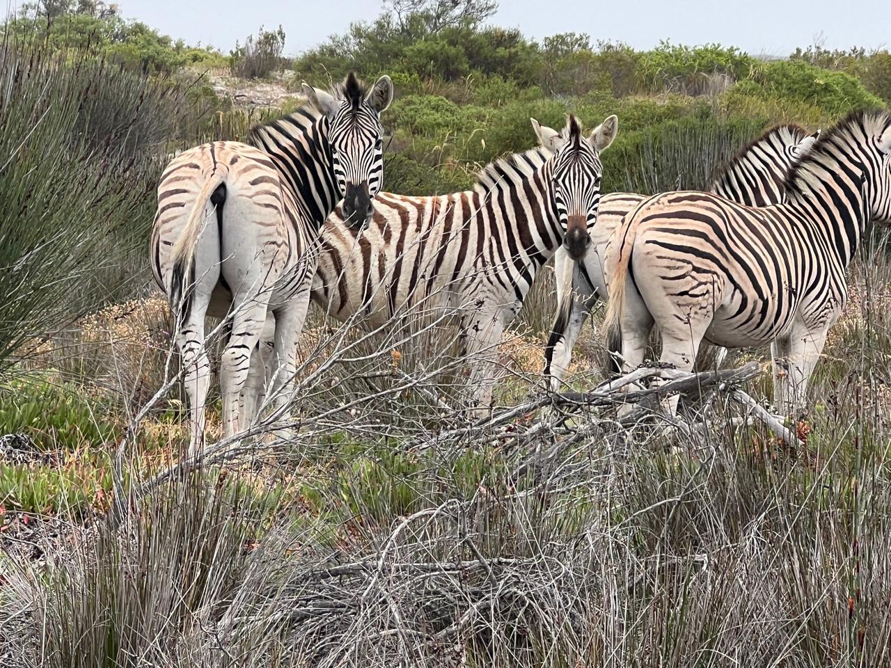 Yzerfontein: Safari at West Coast Private Game Reserve – Yzerfontein, South Africa