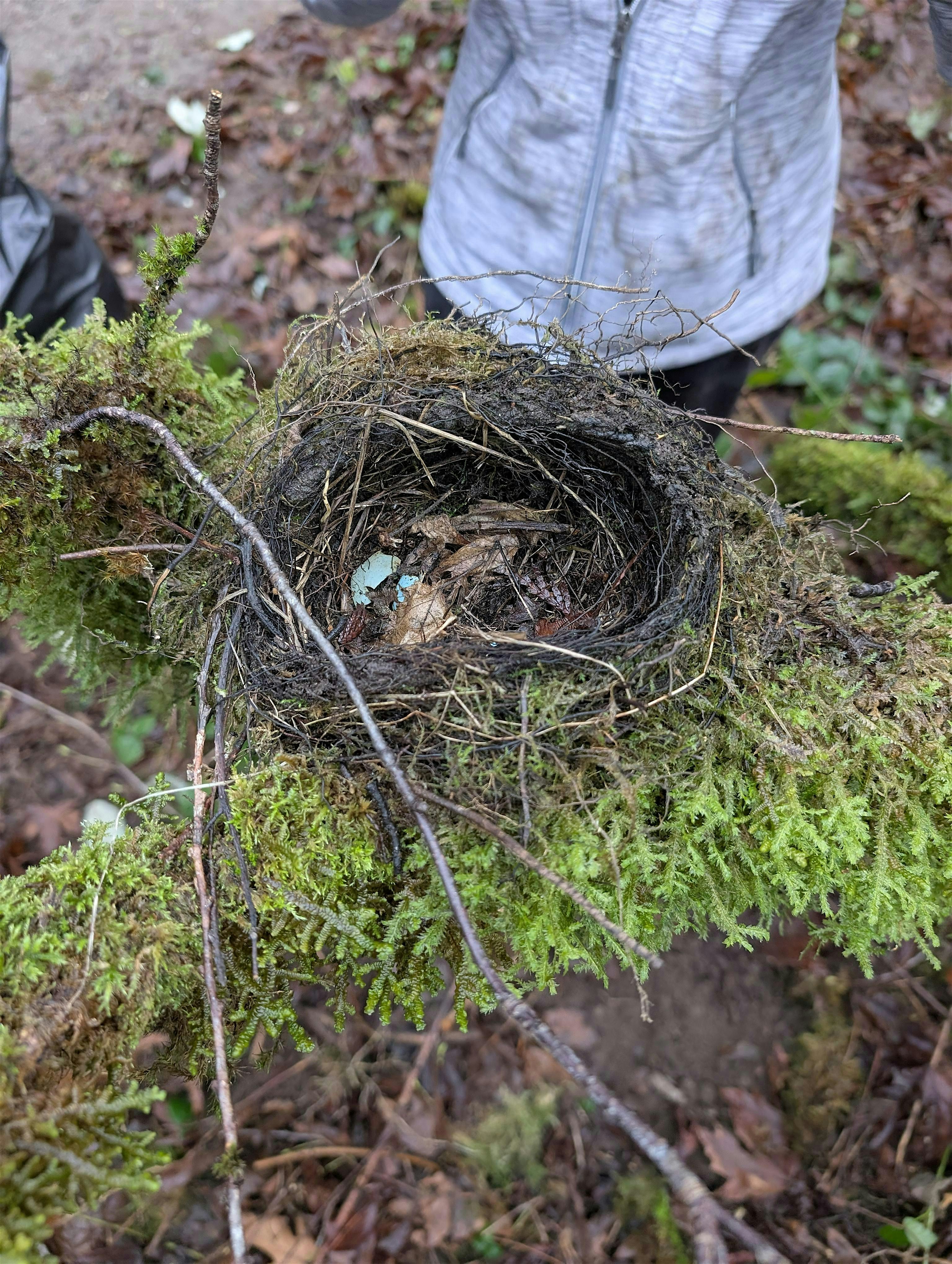Saint Edward State Park Restoration Work Party: March at Environmental Education and Research Center (EERC) St. Edward State Park Gym Annex – Kenmore, WA