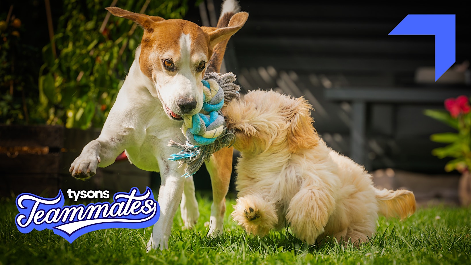 Tysons Teammates: Fairfax County Animal Shelter Springtime Beautification at Fairfax County Animal Shelter – Michael R. Frey Campus – Fairfax, VA