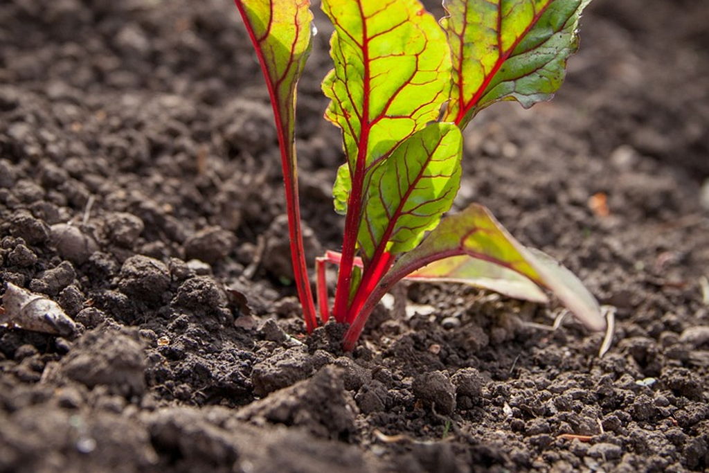 Spring Into Summer Gardening (Online) at – Stillwater, MN