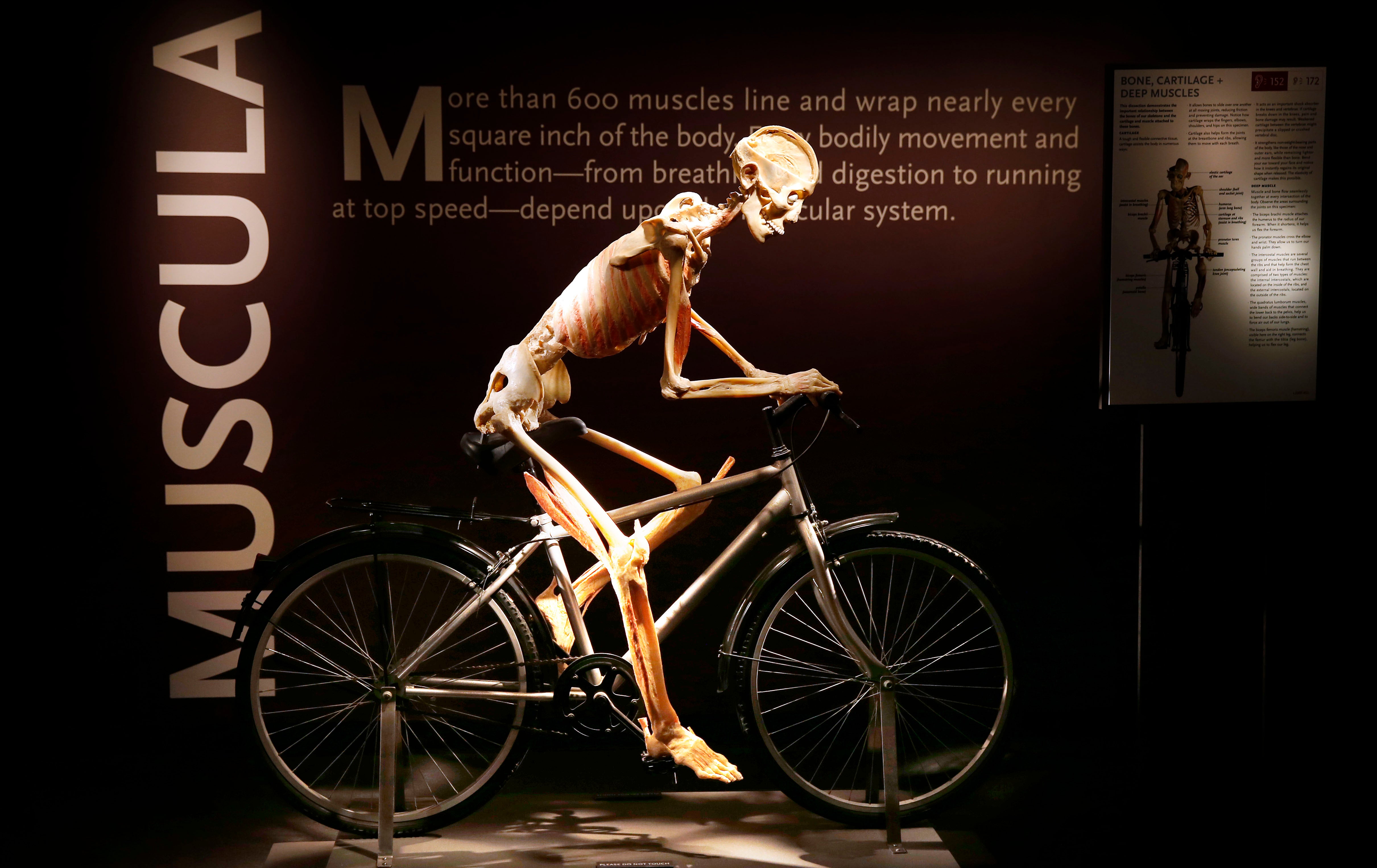 Bodies, the Exhibition at Bodies: The Exhibition at Luxor Hotel and Casino – Las Vegas, NV