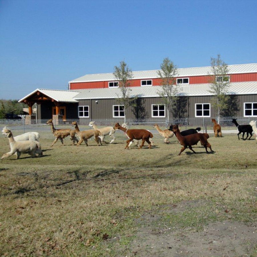 Alpaca Ranch Tour Tickets 2026 at – Keystone, FL