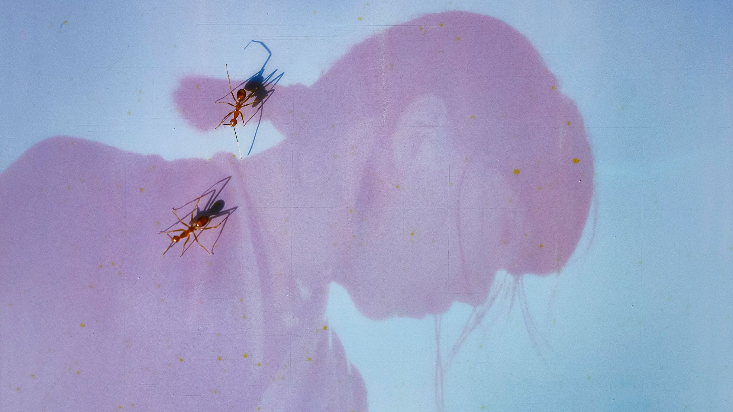 Ichiko Aoba at Walt Disney Concert Hall – Los Angeles, CA