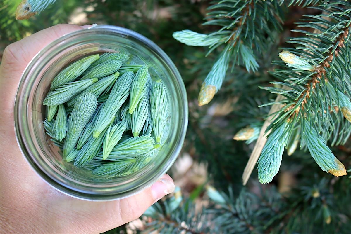Herbal Allies: Spruce Tip Mocktails at Fox Haven Organic Farm & Learning Center – Jefferson, MD