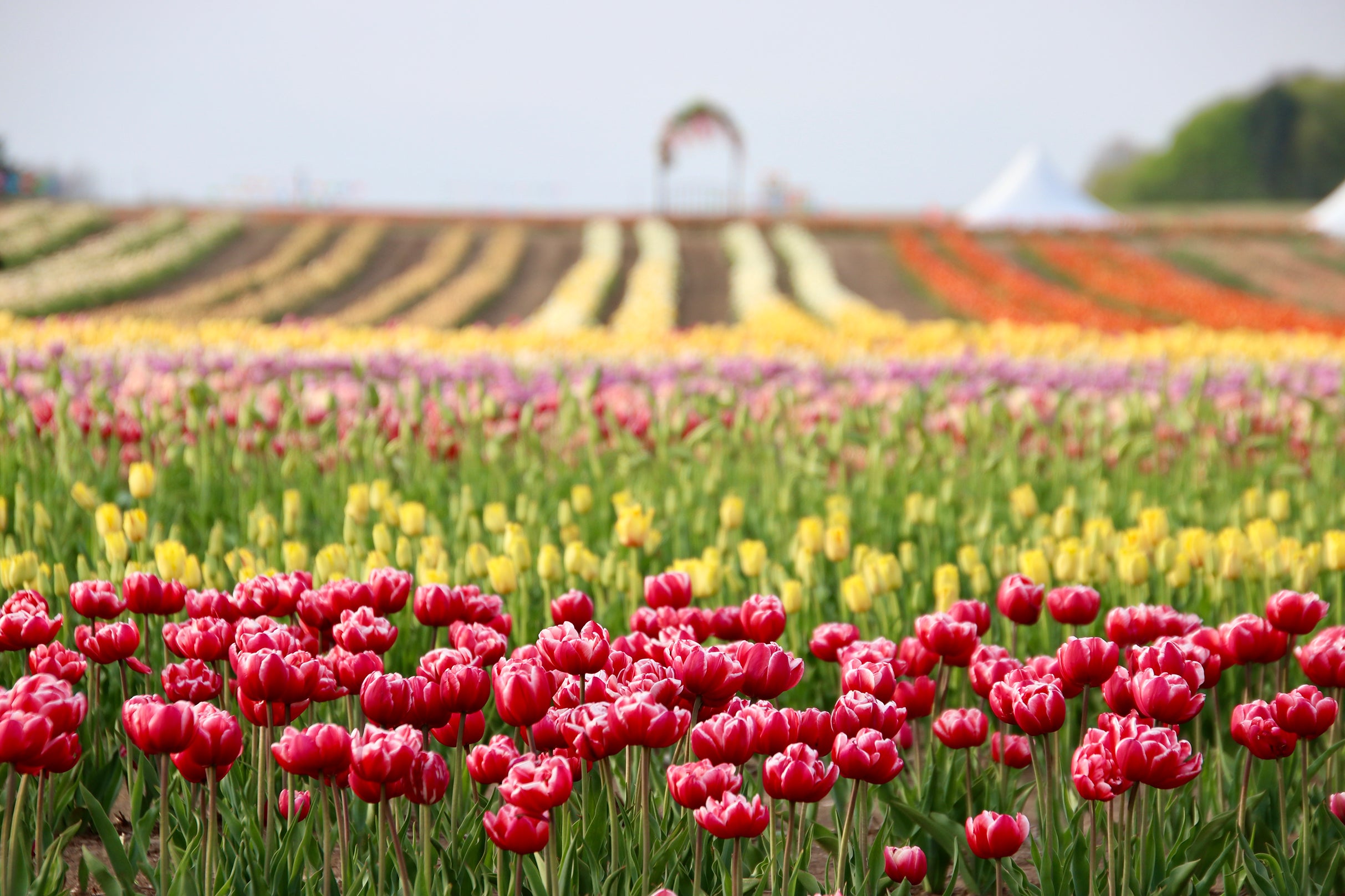 JP Niagara Tulip Experience at JP Niagara Tulip Experience – Pelham, Canada