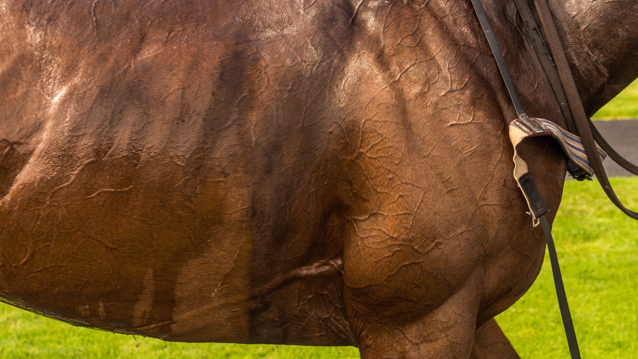 Del Mar Thoroughbred Racing at Del Mar Race Tracks – Del Mar, CA