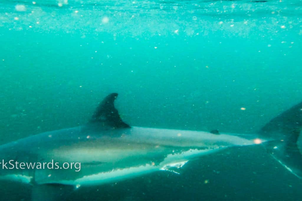 Farallones Sanctuary Wildlife Expedition at – San Francisco, CA