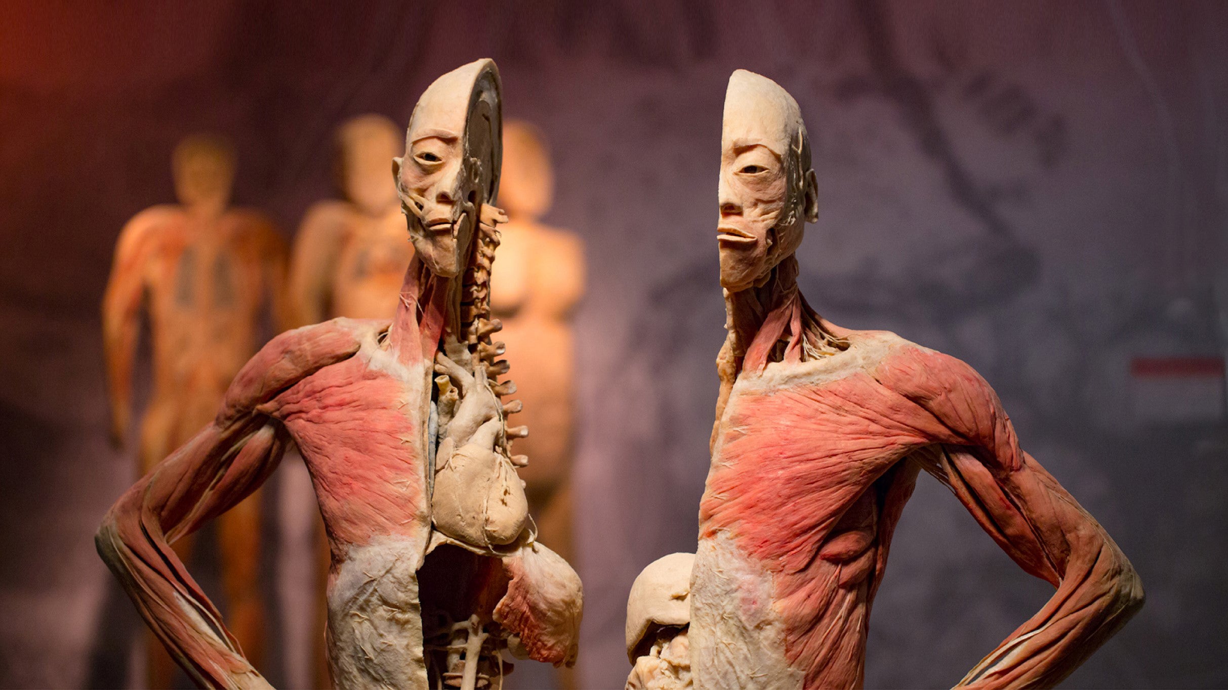 Real Bodies (Multiple Dates and Times) at Horseshoe Las Vegas Hotel & Casino – Las Vegas, NV