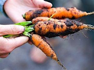 Farm tour and tasting at 15th Street Farm – St. Petersburg, FL