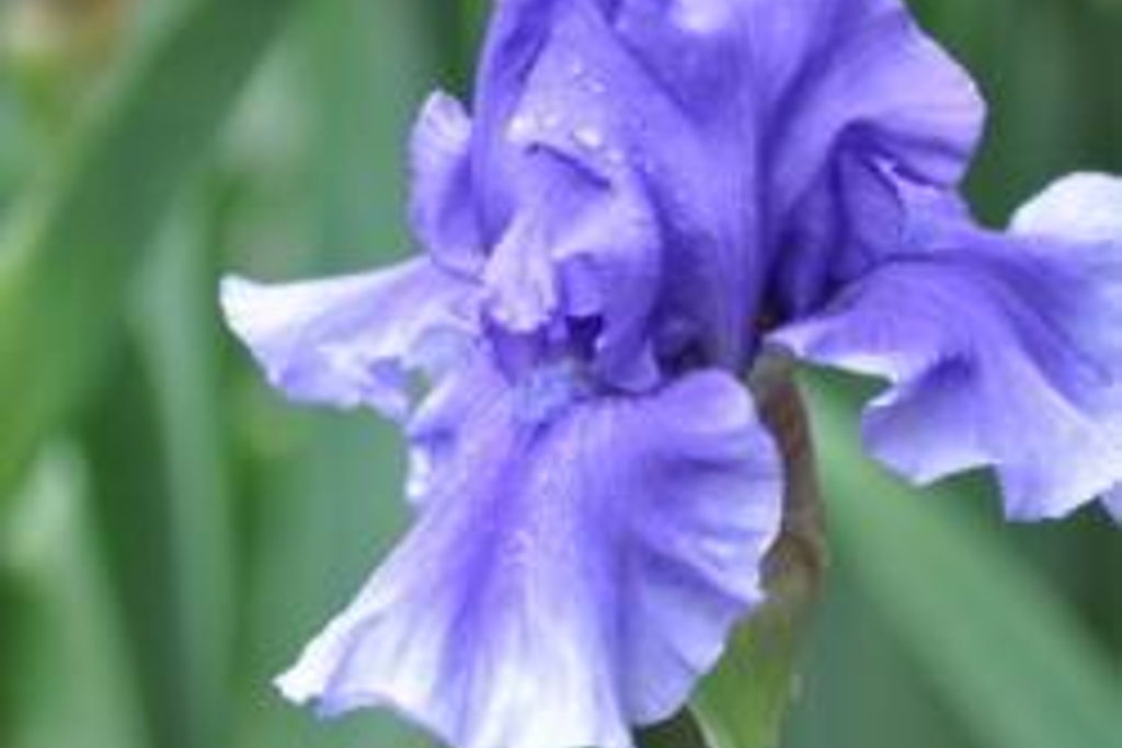 Grape Pop Iris Paint Night at – Wichita, KS